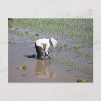 Carte Postale Planter du riz dans les champs du Vietnam