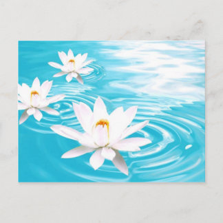 Carte Postale Plantes blancs Lotus flottant sur l'eau turquoise 