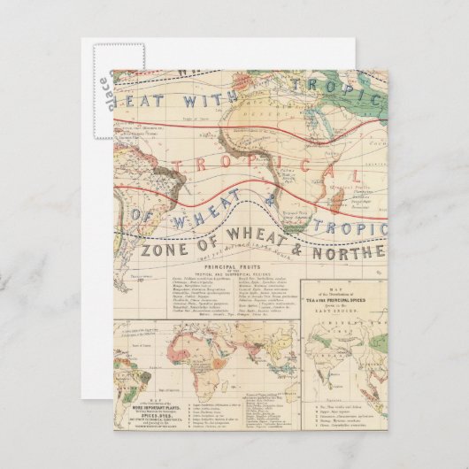 Carte Postale Plantes de distribution (Devant / Derrière)