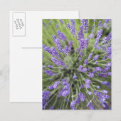 Carte Postale Plantes de lavande (Devant / Derrière)