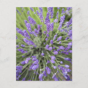 Carte Postale Plantes de lavande