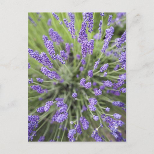 Carte Postale Plantes de lavande (Devant)