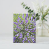 Carte Postale Plantes de lavande (Debout devant)