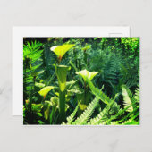 Carte Postale Plantes de Pitcher Jaune (Devant / Derrière)