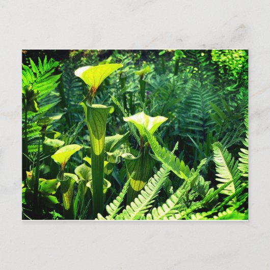 Carte Postale Plantes de Pitcher Jaune (Devant)