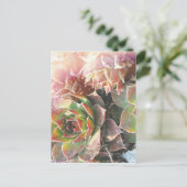 Carte Postale Plantes de poules et de poussins, succulents, Plan (Debout devant)