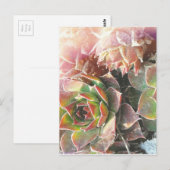 Carte Postale Plantes de poules et de poussins, succulents, Plan (Devant / Derrière)
