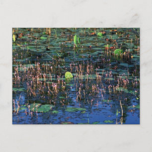 Carte Postale Plantes de terres humides à Okefenokee National Wi