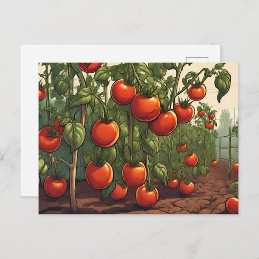 Carte Postale Plantes de tomates avec tomates rouges mûres dans (Devant / Derrière)