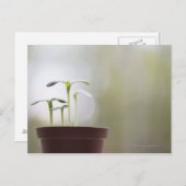 Carte Postale Plantes de tournesol poussant dans le pot 2 (Devant / Derrière)