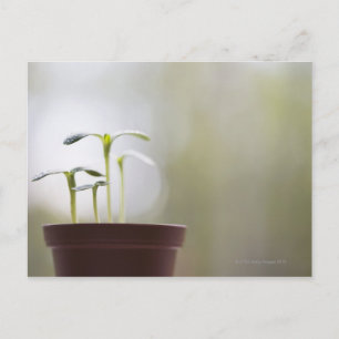 Carte Postale Plantes de tournesol poussant dans le pot 2