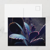 Carte Postale Plantes du désert (Devant / Derrière)