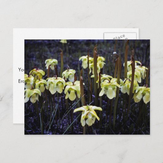 Carte Postale Plantes Pitcher (Devant / Derrière)