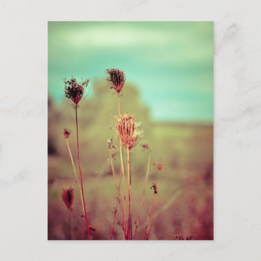 Carte Postale plantes vintages (Devant)