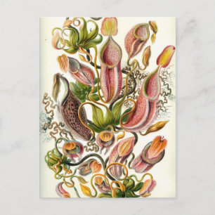 Carte Postale Plantes vintages