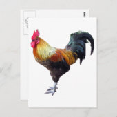 Carte Postale Plaque de coq (Devant / Derrière)