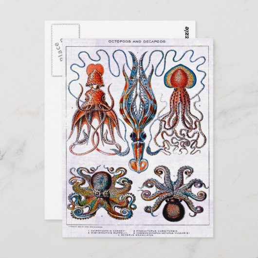 Carte postale Plaque éducative Octopus (Devant / Derrière)