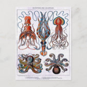 Carte postale Plaque éducative Octopus (Devant)