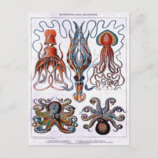 Carte postale Plaque éducative Octopus (Devant)