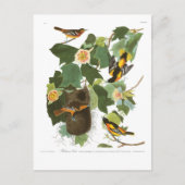 Carte Postale Plat 12 Baltimore Oriole d'Audubon (Devant)