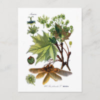 Platanoides d'Acer (érable de Norvège)