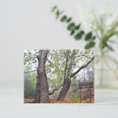 Carte Postale Platarbre forestier de Chypre ancienne nature fore (Debout devant)