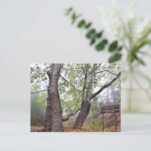 Carte Postale Platarbre forestier de Chypre ancienne nature fore (Debout devant)