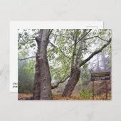 Carte Postale Platarbre forestier de Chypre ancienne nature fore (Devant / Derrière)