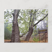 Carte Postale Platarbre forestier de Chypre ancienne nature fore (Devant)