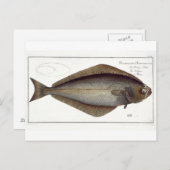 Carte Postale Plate de flétan (Pleuronectes Hippoglossus) XLVII  (Devant / Derrière)