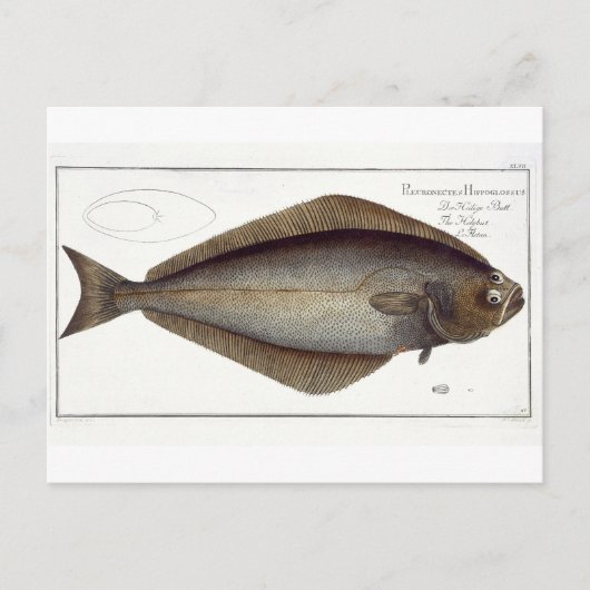 Carte Postale Plate de flétan (Pleuronectes Hippoglossus) XLVII  (Devant)