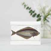 Carte Postale Plate de flétan (Pleuronectes Hippoglossus) XLVII  (Debout devant)