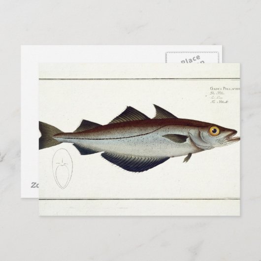 Carte Postale Plate de Pollack (Pollachius pollachius) LXVIII de (Devant / Derrière)