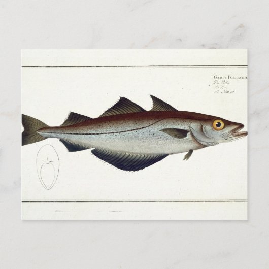Carte Postale Plate de Pollack (Pollachius pollachius) LXVIII de (Devant)