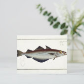 Carte Postale Plate de Pollack (Pollachius pollachius) LXVIII de (Debout devant)