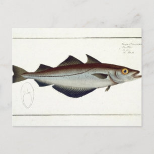 Carte Postale Plate de Pollack (Pollachius pollachius) LXVIII de