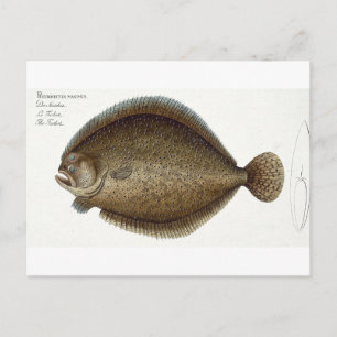 Carte Postale Plate de turbot (Pleuronectes Maximus) XLIX de 'Ic