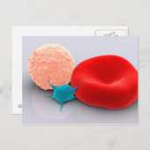 Carte Postale Platelet, Cellules De Sang Rouge Et Blanc (Devant / Derrière)