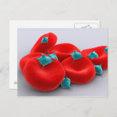 Carte Postale Platelets Avec Cellules De Sang Rouge 1 (Devant / Derrière)