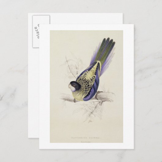 Carte Postale Platycercus Brownii, ou Parrakeet Brown (Plaque 2 (Devant / Derrière)