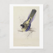 Carte Postale Platycercus Brownii, ou Parrakeet Brown (Plaque 2 (Devant)