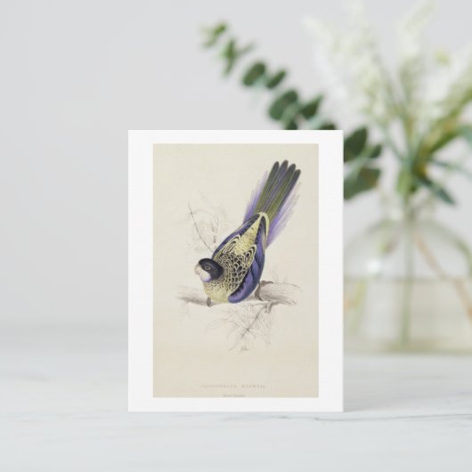 Carte Postale Platycercus Brownii, ou Parrakeet Brown (Plaque 2 (Debout devant)