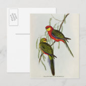 Carte Postale Platycercus Icterotis (Devant / Derrière)