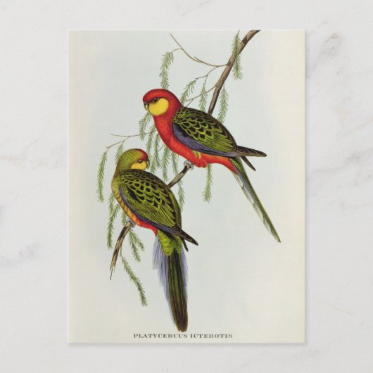 Carte Postale Platycercus Icterotis (Devant)