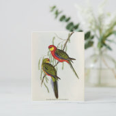 Carte Postale Platycercus Icterotis (Debout devant)