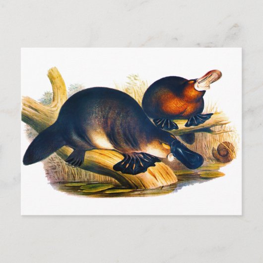 Carte Postale Platype (Devant)
