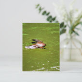 CARTE POSTALE PLATYPUS DANS L'EAU EUNGELLA AUSTRALIE (Debout devant)