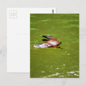 CARTE POSTALE PLATYPUS DANS L'EAU EUNGELLA AUSTRALIE (Devant / Derrière)