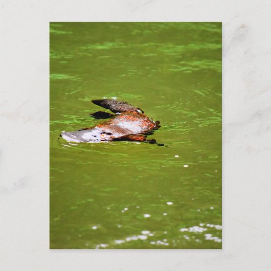 CARTE POSTALE PLATYPUS DANS L'EAU EUNGELLA AUSTRALIE (Devant)