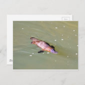CARTE POSTALE PLATYPUS DANS L'EAU EUNGELLA AUSTRALIE (Devant / Derrière)